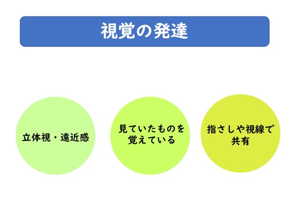 視覚の発達について